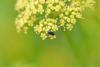 Meligethinae inconnu